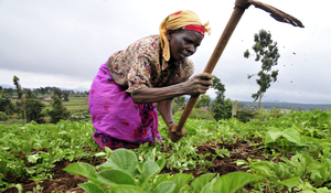 Food Price Volatility, Rebel Groups, and Civilian Victimization in Sub-Saharan Africa